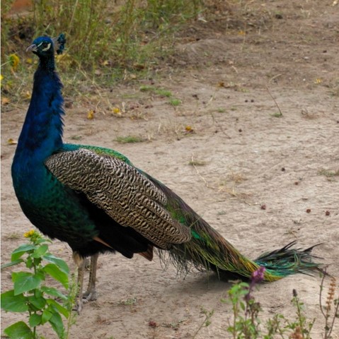 Pfau auf Pfaueninsel Berlin